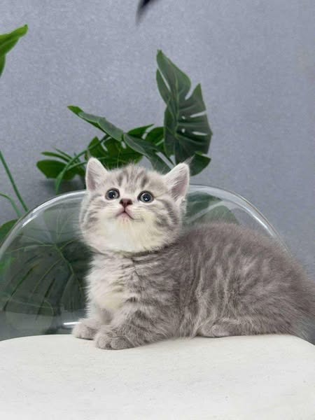 Munchkin
