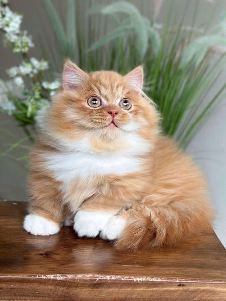 Munchkin Longhair