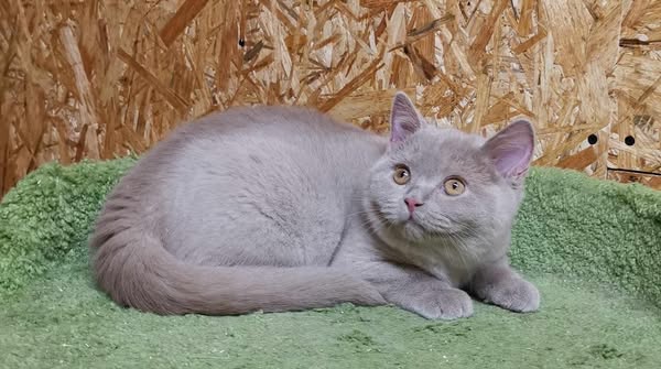 British Shorthair
