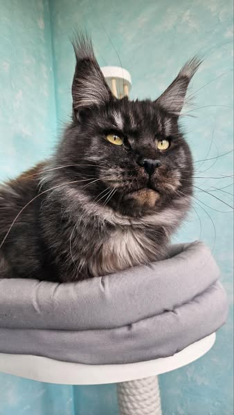 Maine Coon