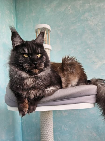 Maine Coon