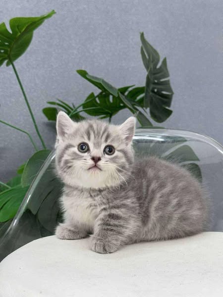 Munchkin