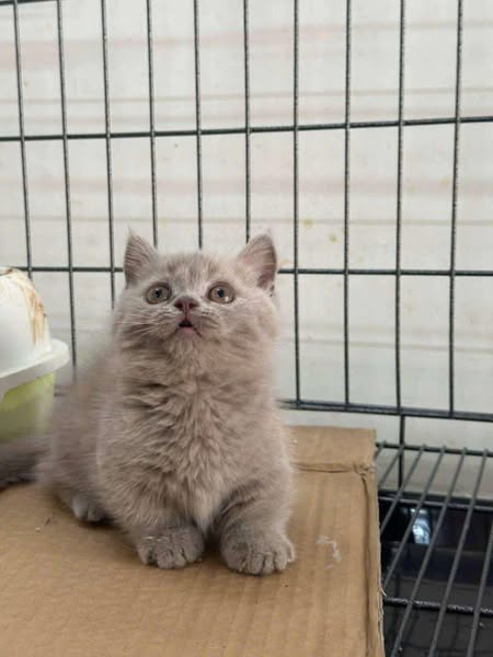 Munchkin