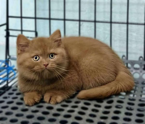 British Shorthair