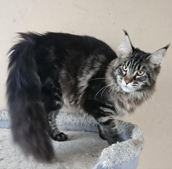 Maine Coon