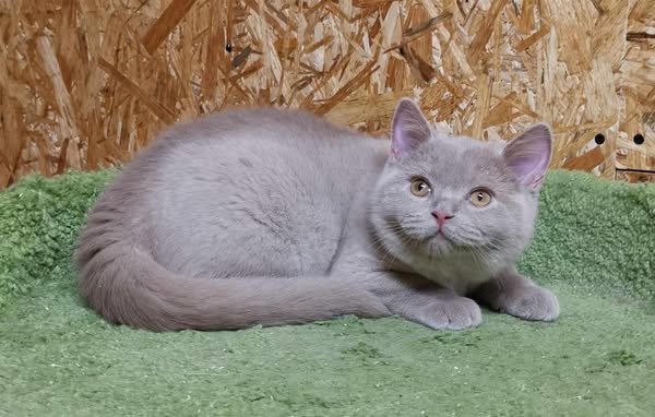 British Shorthair