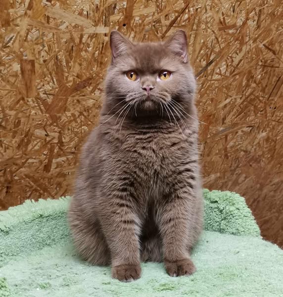 British Shorthair