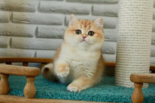 British Longhair