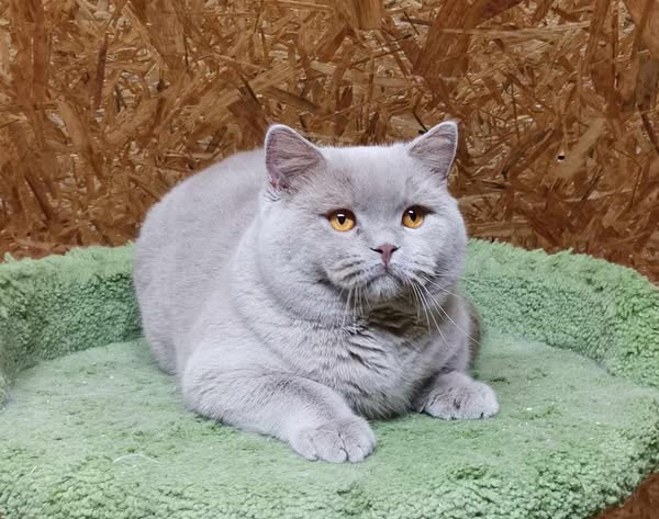 British Shorthair