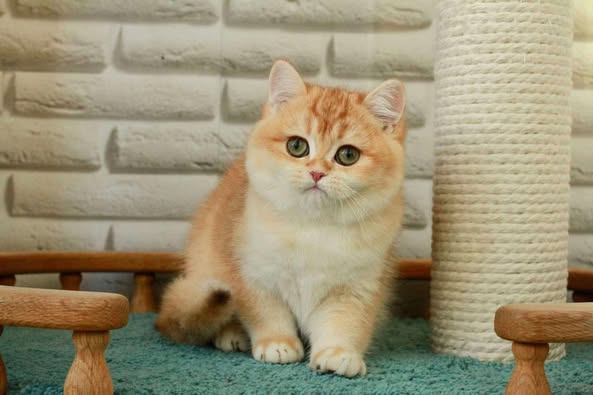 British Longhair