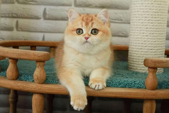 British Longhair