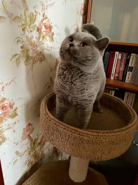 British Shorthair