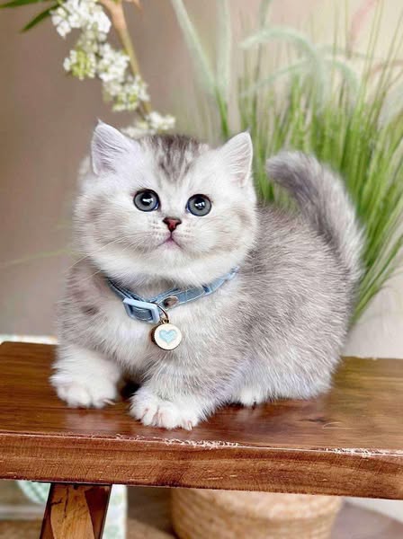 Munchkin