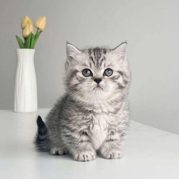 Munchkin
