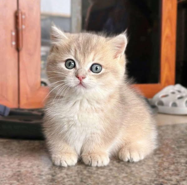 Munchkin