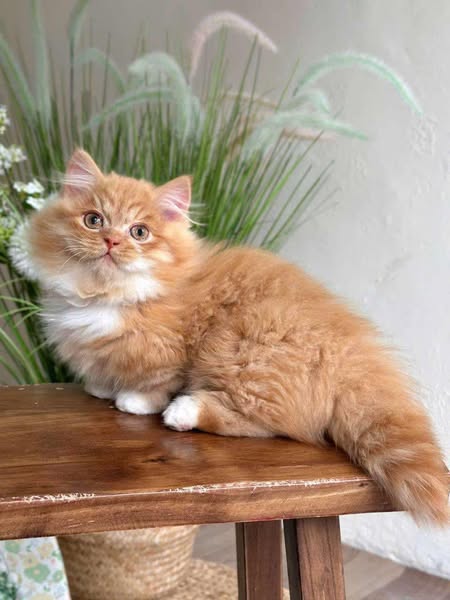 Munchkin Longhair