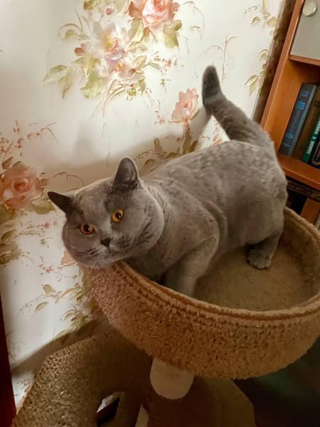 British Shorthair