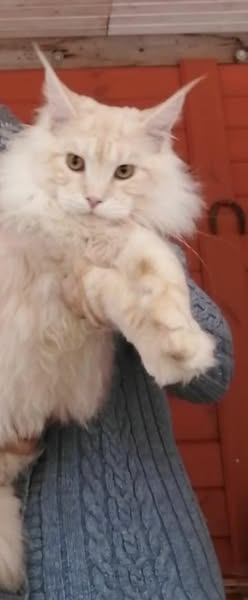 Maine Coon