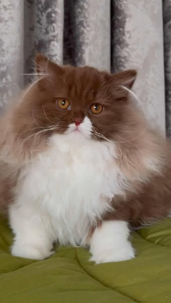 British Longhair