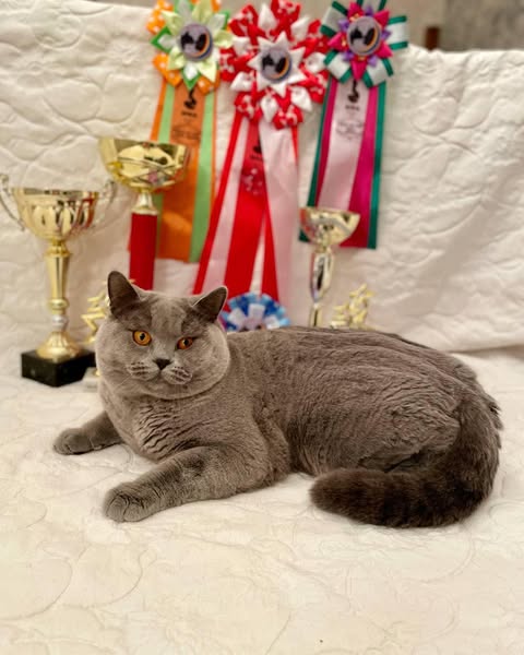 British Shorthair