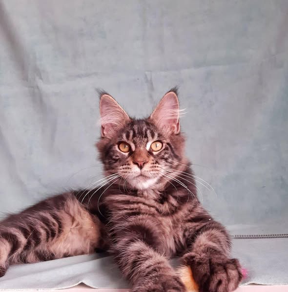 Maine Coon