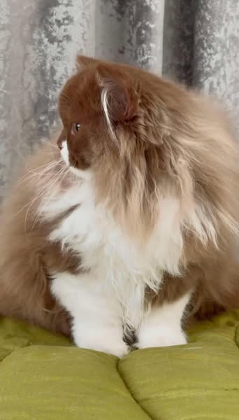 British Longhair