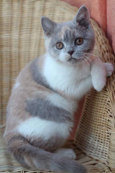 British Shorthair