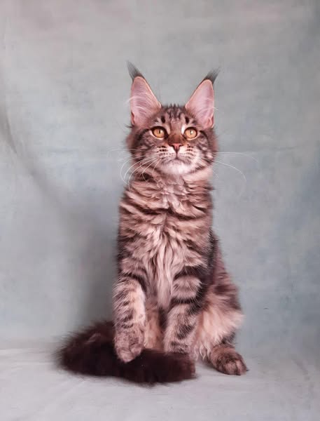 Maine Coon