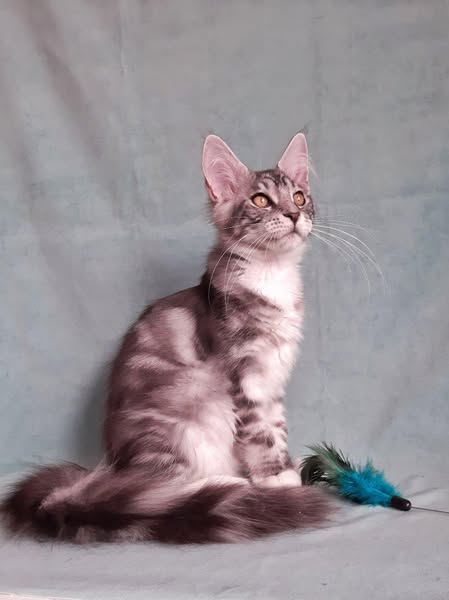 Maine Coon
