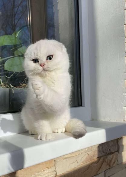 Scottish Fold