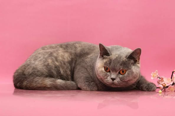 British Shorthair