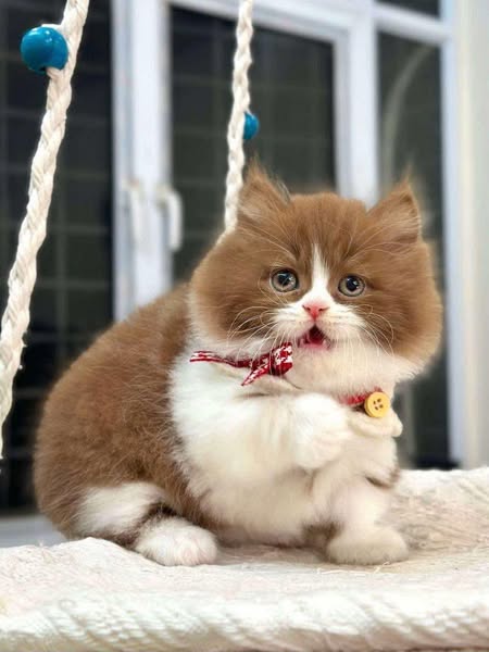 Munchkin Longhair