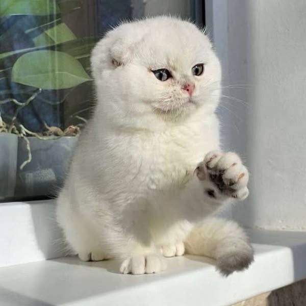 Scottish Fold