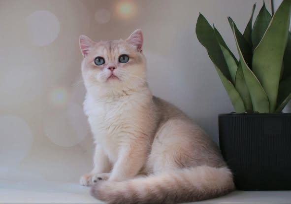 British Shorthair