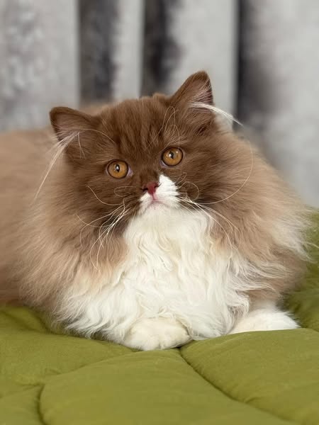 British Longhair