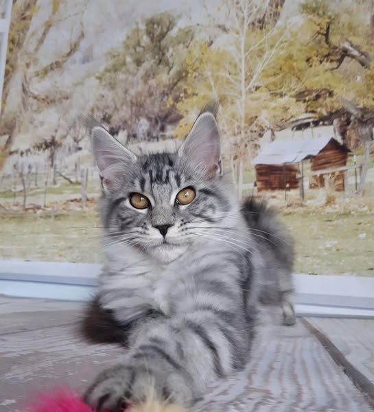 Maine Coon
