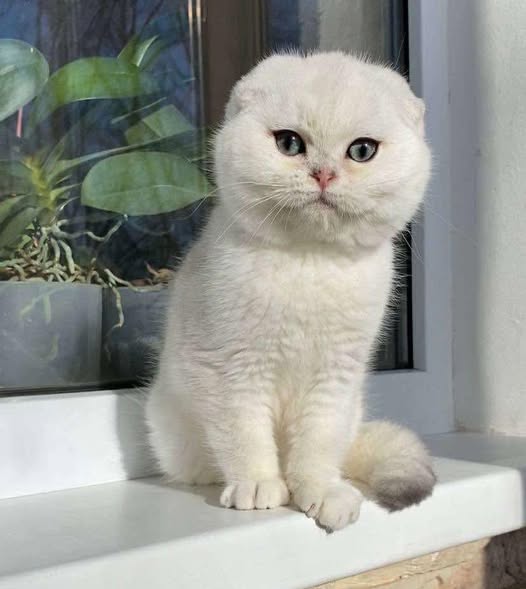 Scottish Fold
