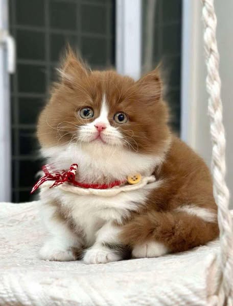 Munchkin Longhair
