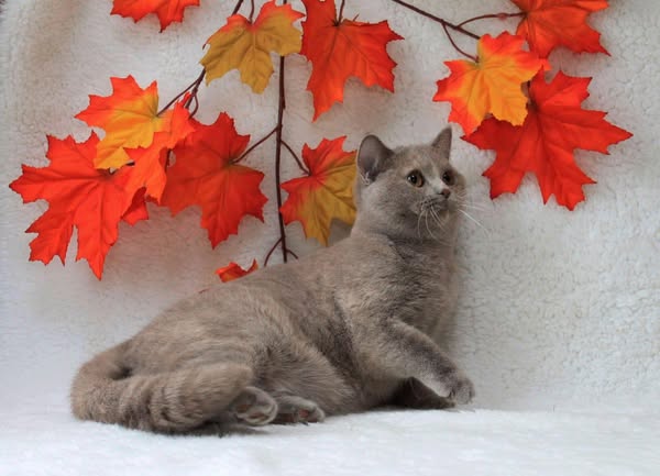 British Shorthair