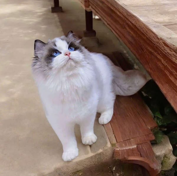 Ragdoll