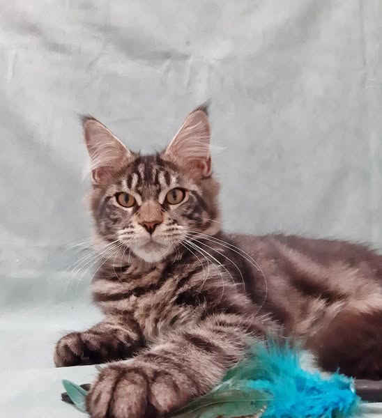 Maine Coon