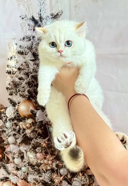 British Shorthair