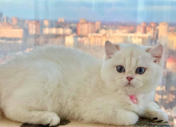 British Shorthair
