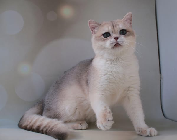British Shorthair