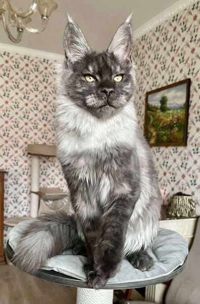 Maine Coon