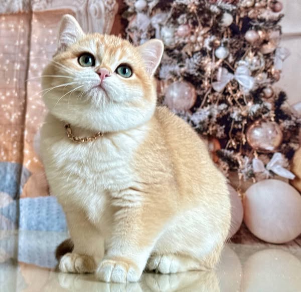 British Shorthair