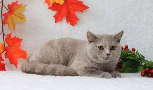British Shorthair