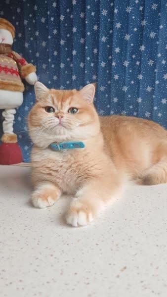British Shorthair