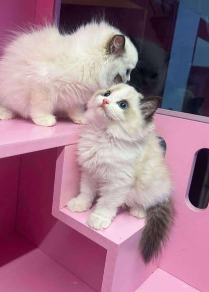 Ragdoll