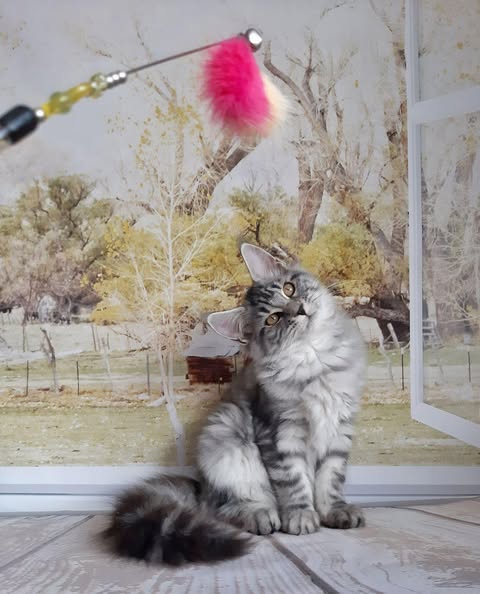 Maine Coon